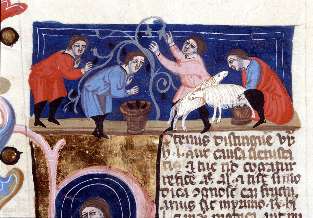 Meyve toplama ve koyun sütü sağma. 14. yüzyıldan el yazması. biblioteca Nazionale Braidense. Milano by Unknown artist