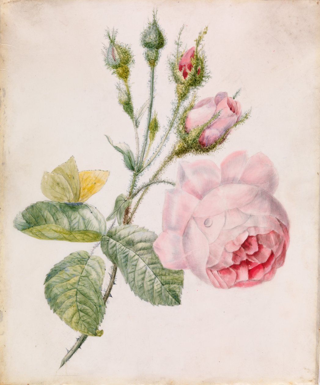 Pembe Gül ve Sarı Kelebek by Unknown artist