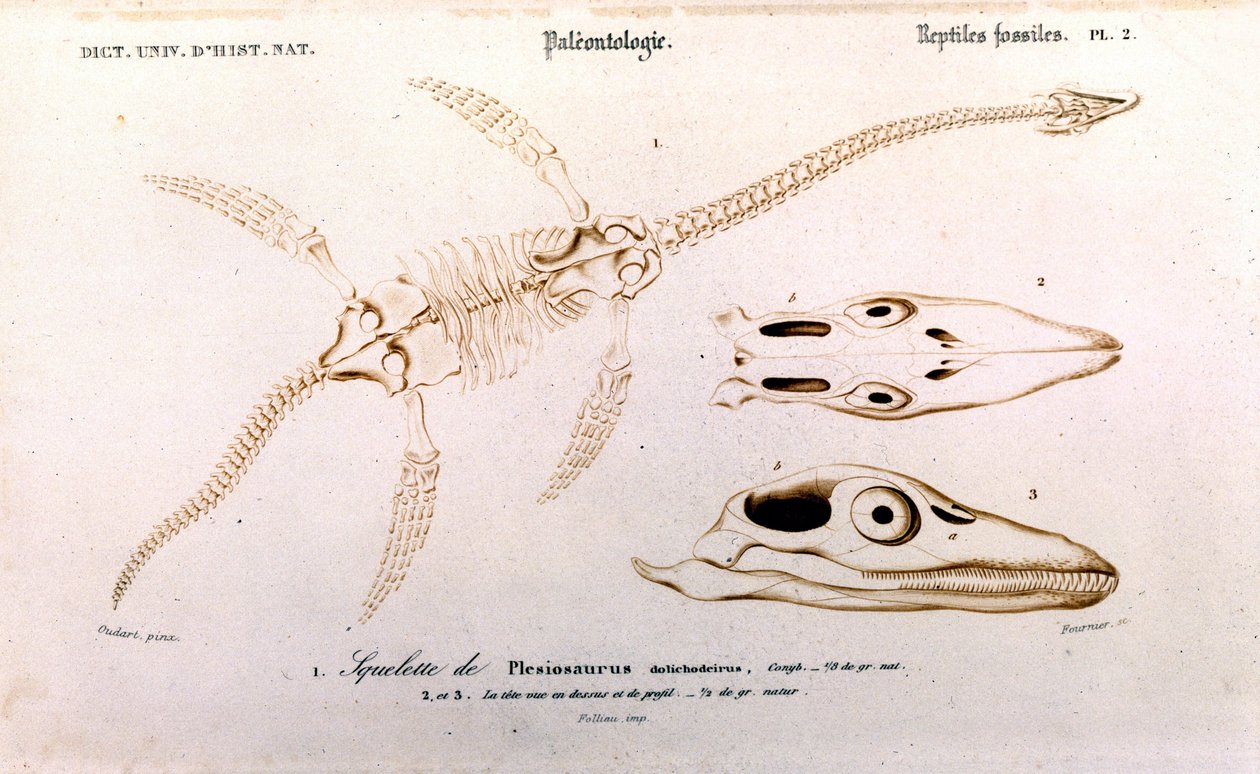 Evrensel Doğa Tarihi Sözlüğünden Plesiosaur by Unknown artist