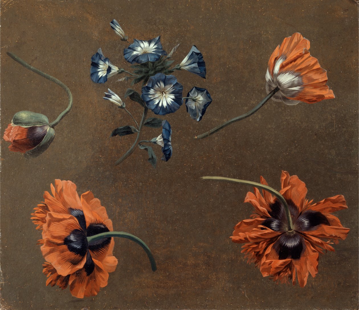 Gelincikler ve Tradascanthus by Unknown artist