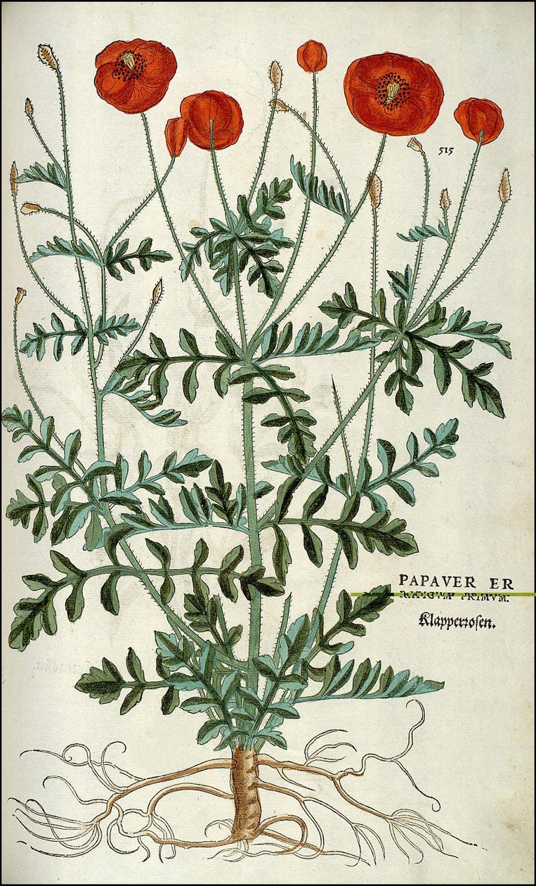 Poppy in - Leonhart Fuchs tarafından yazılan "Irkçılık Yorumlarının Tarihi rozetleri,..." bölümünde by Unknown artist