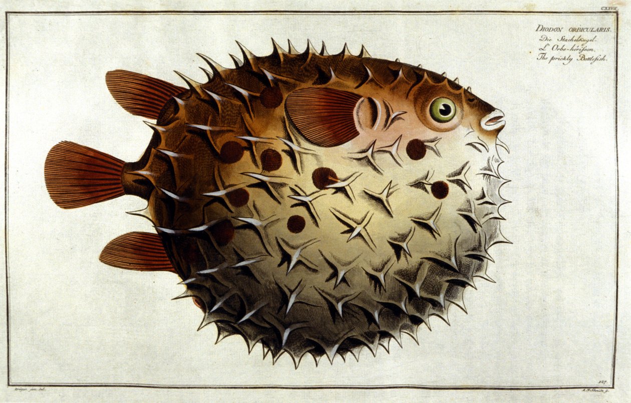 Marc Elieser Bloch Ichtyologie Paris - Berlin - Londra 1787'den sonra kirpi balığı. by Unknown artist