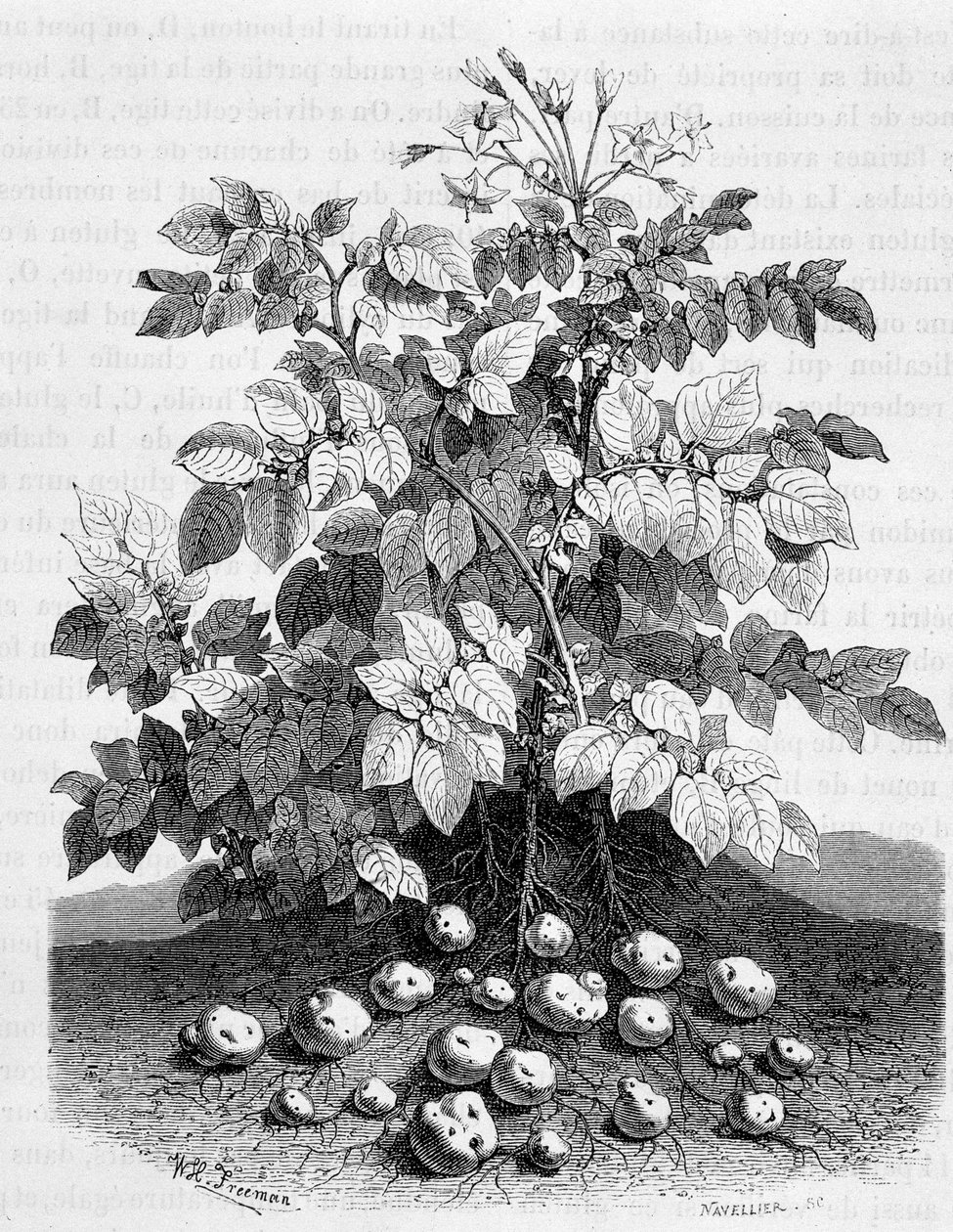 Köklerinin patates ve nişastalı yumruları - İncir ağacı by Unknown artist