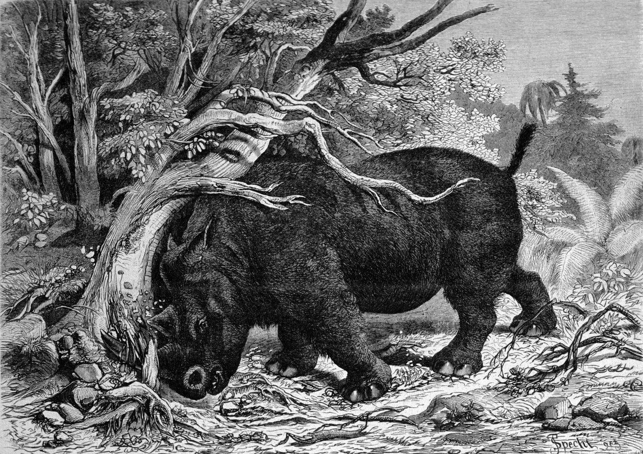Prehistorya: perissodactyl ailesinin dinozoru, gergedanların atası, bir ağacın kökünü kazıyarak. 19. yüzyıl fn gravürü by Unknown artist