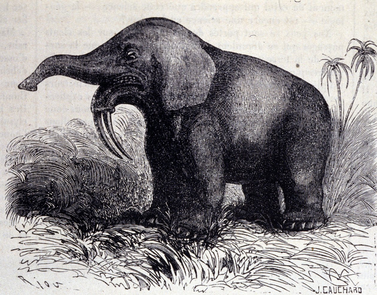 Prehistorya: bir Dinotherium
