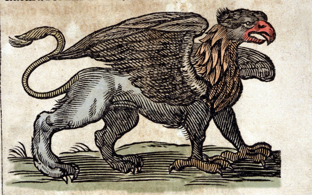 Bir grifonun temsili, fantastik yaratık yarı kartal yarı aslan. Athanasius Kircher (1601 - 1680), Jesuite, oryantalist ve bilgin tarafından yapılan bir çalışmadan gravür. by Unknown artist