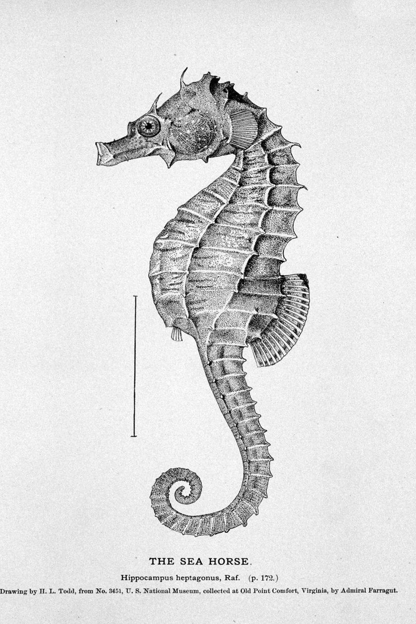 Bir denizatı temsili (Hippocampus heptagonis). 19. yüzyılın doğal tarih panosu. by Unknown artist