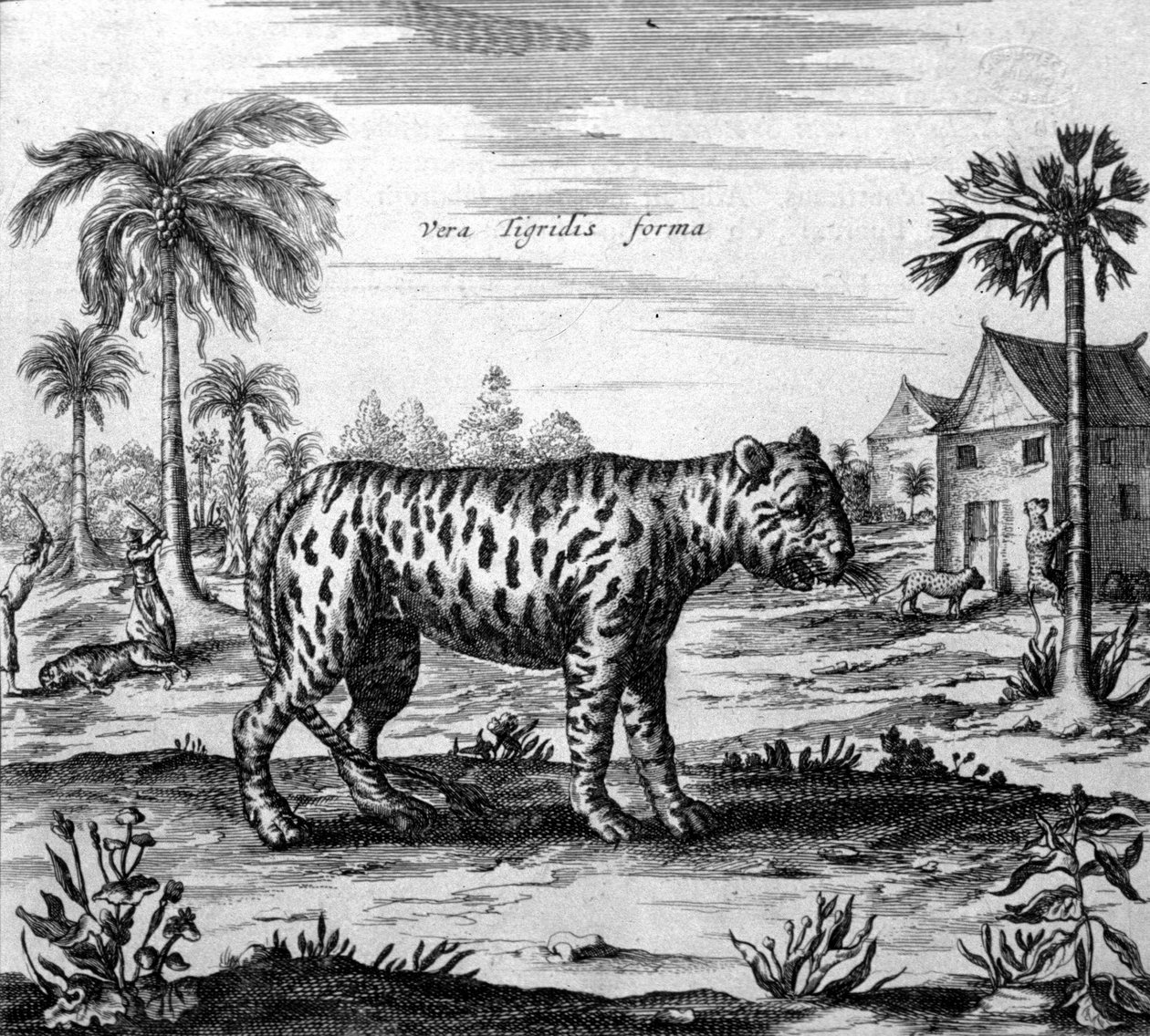 Bir kaplanın temsili, Athanasius Kircher
