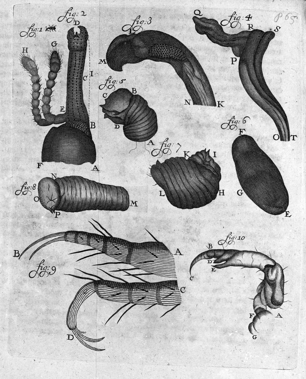 Charancons (curculiones lupi) Temsili Hollandalı tüccar ve doğa bilimci Antoine van Leeuwenhoek (veya Leeuvenhoek veya Leeuwenhoeck) (veya Antoni veya Anthonie) çalışması (1632-1723) “Invetigatio Arcanorum”dan Gravür 1722. by Unknown artist