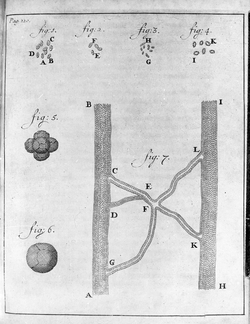 Somon balığı ve kalkan balığının hematinin (kırmızı kan hücresi) temsili Hollandalı tüccar ve doğa bilimci Antoine van Leeuwenhoek (veya Leeuvenhoek veya Leeuwenhoeck) (veya Antoni veya Anthonie) (1632-1723)