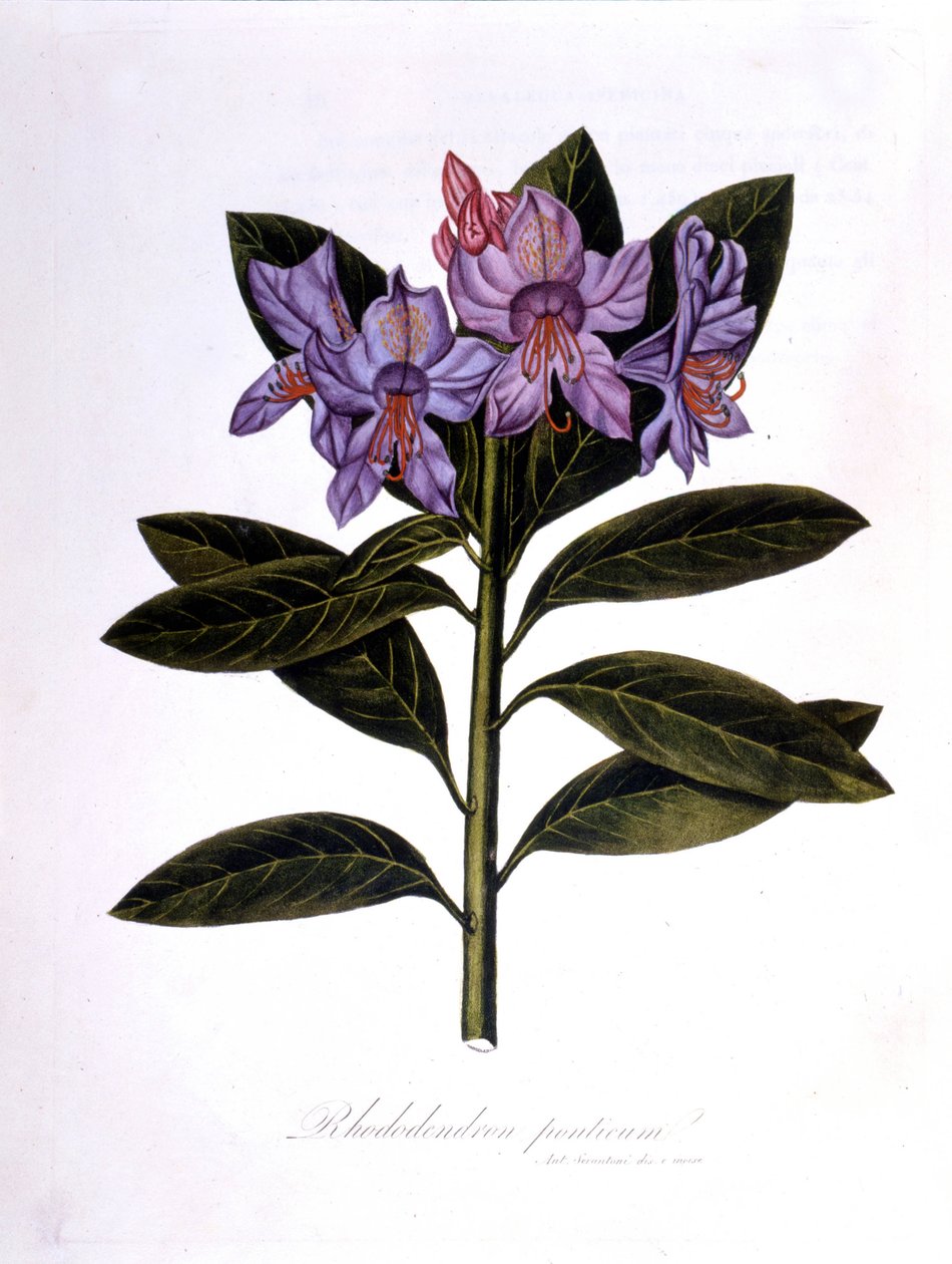 Ormangülü (Rhododendrum Köprüleri). by Unknown artist