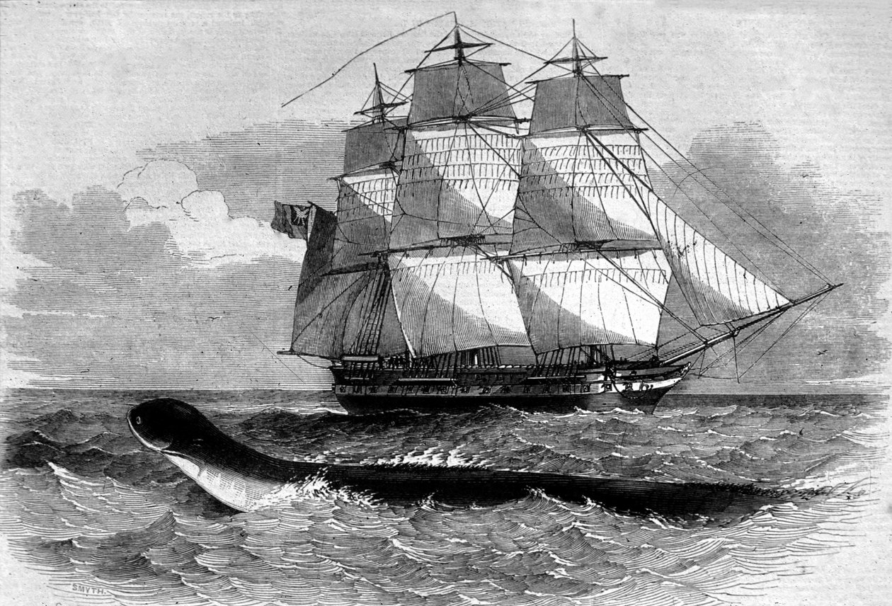 Deniz canavarı: 1848