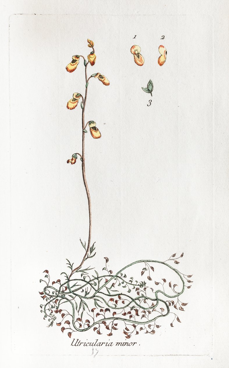  by Unknown artist
