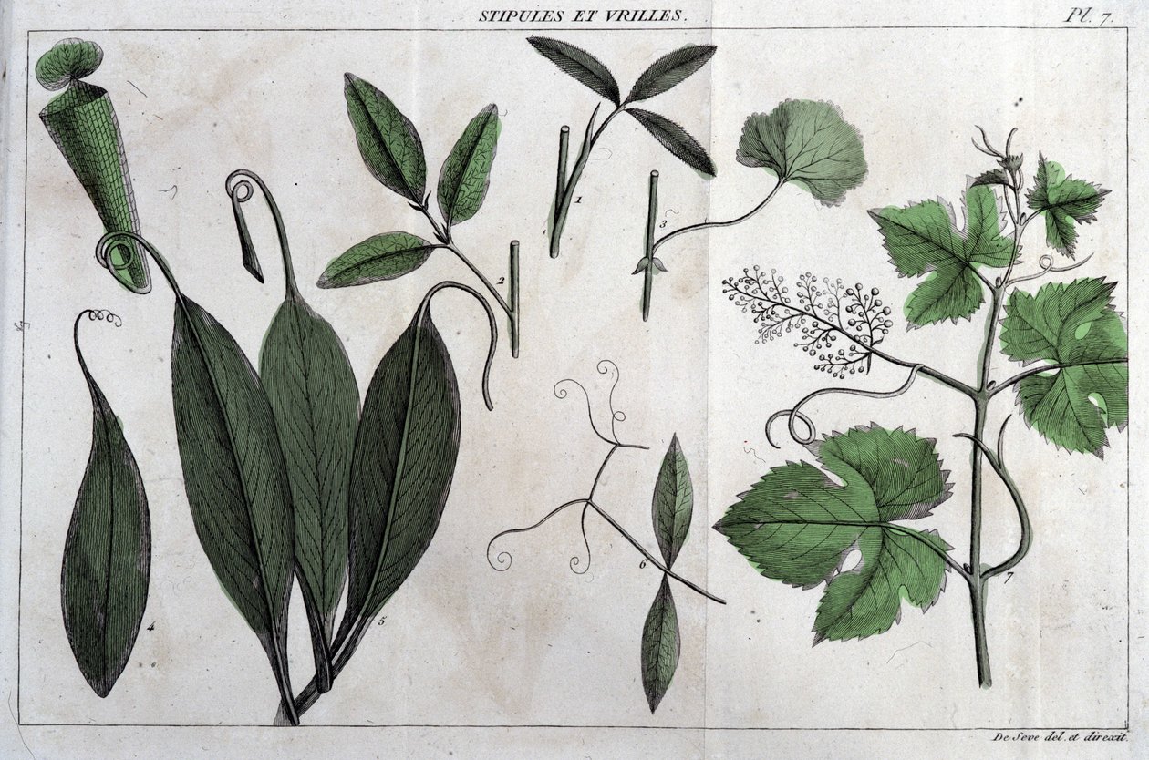 Stipüller ve dallar: "" Flora Françoise