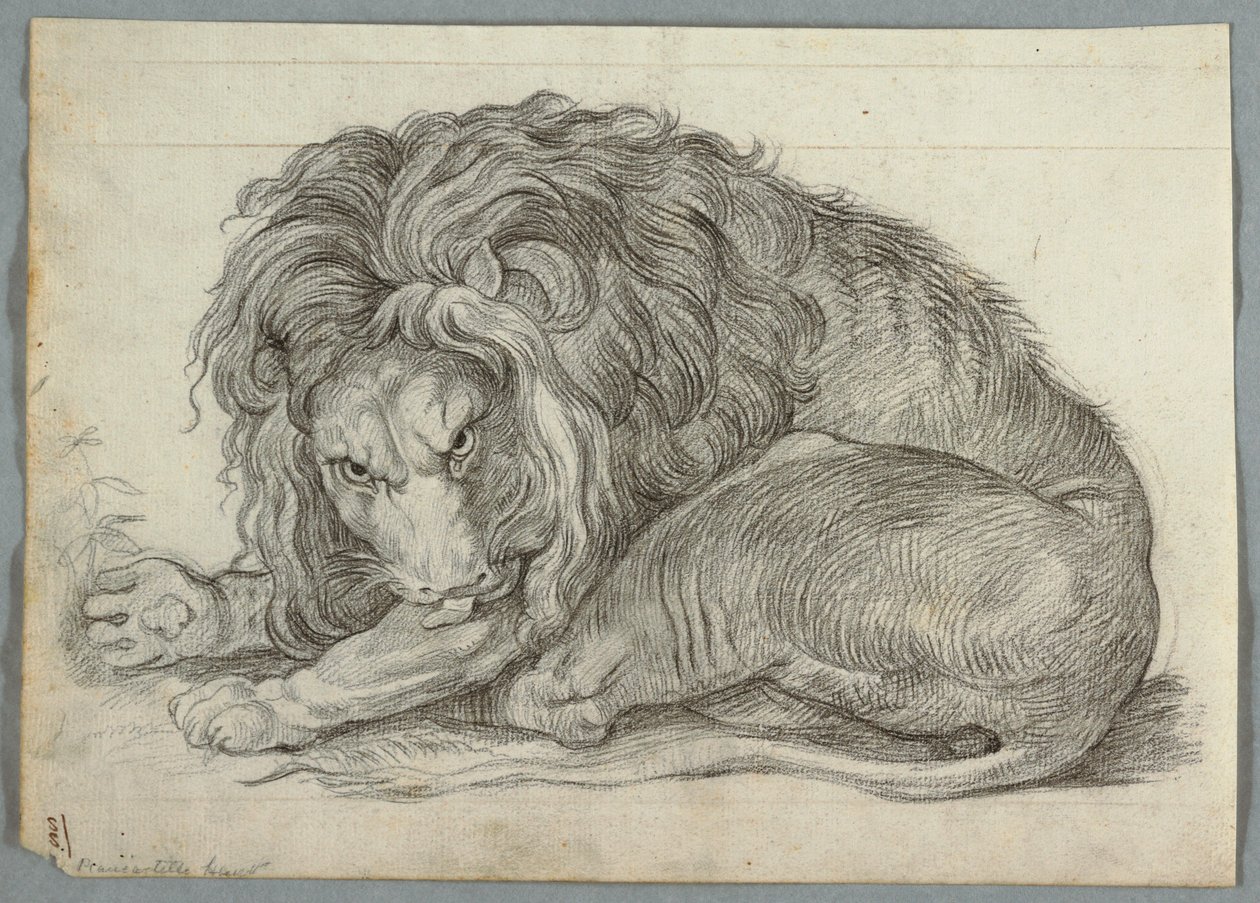 Aslan Çalışması by Unknown artist