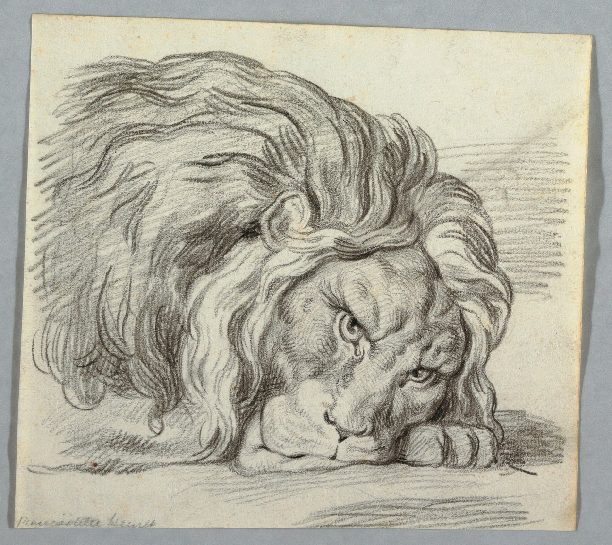 Aslan Çalışması by Unknown artist