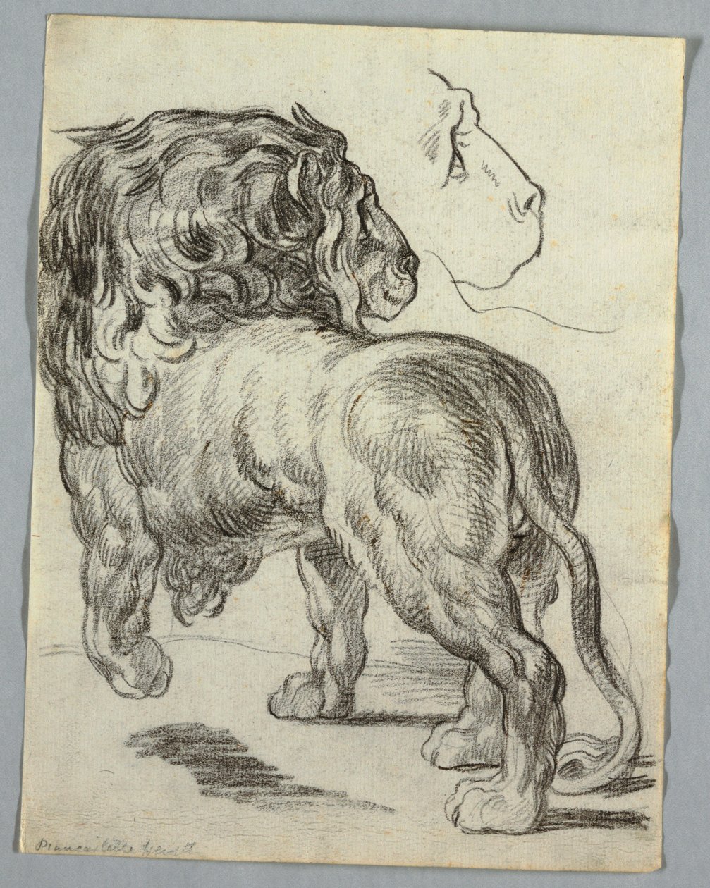 Aslan Çalışması by Unknown artist