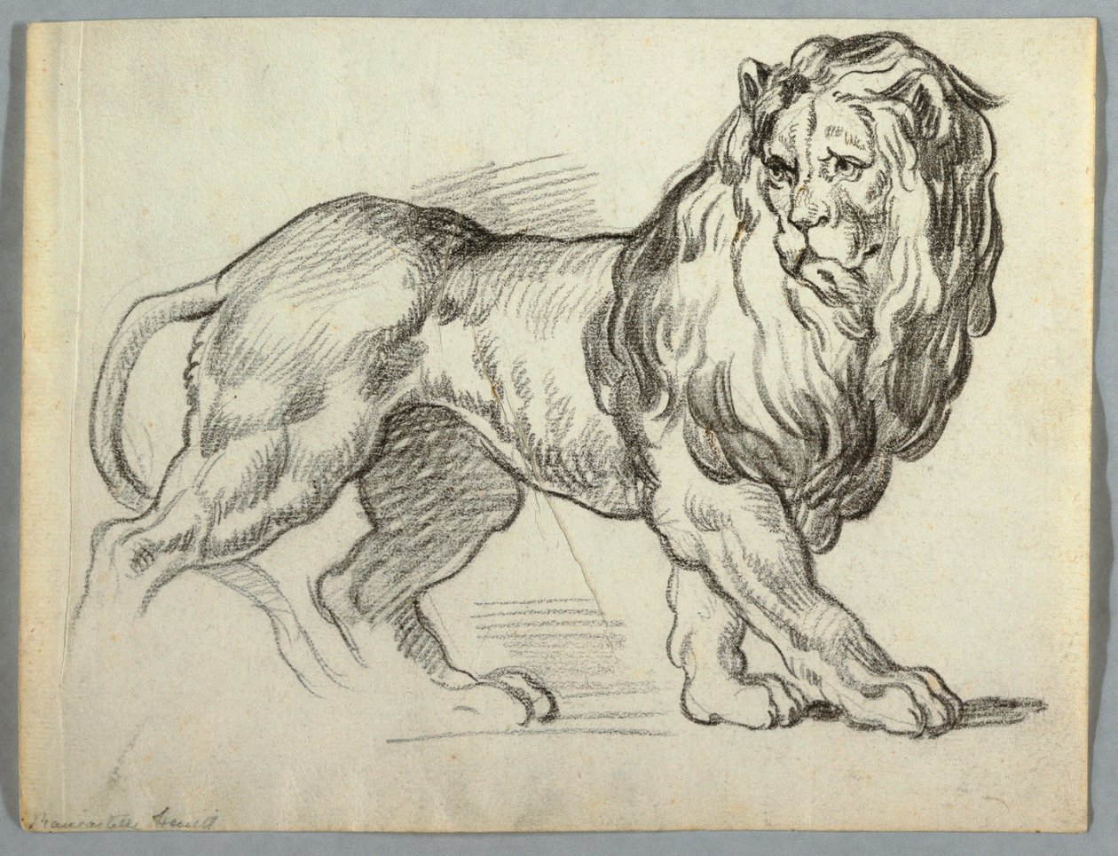 Aslan Çalışması by Unknown artist
