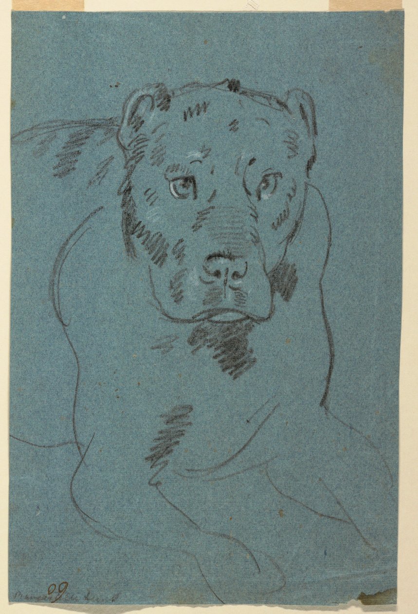 Bir dişi aslan çalışması by Unknown artist