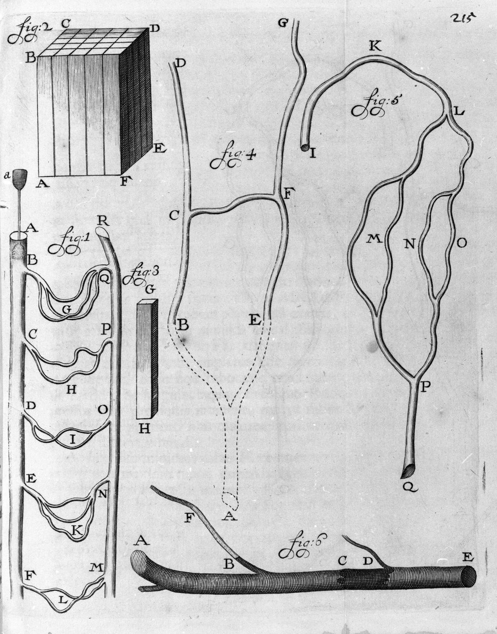 Uçan balıklarda ve diğer hayvanlarda kan dolaşımının incelenmesi Hollandalı tüccar ve bilim adamı Antoine van Leeuwenhoek (veya Leeuvenhoek Leeuwenhoeck) (veya Antoni veya Anthonie) tarafından tarif (1632-1723) “Arcana Natura Detecta”dan gravür 1695. by Unknown artist