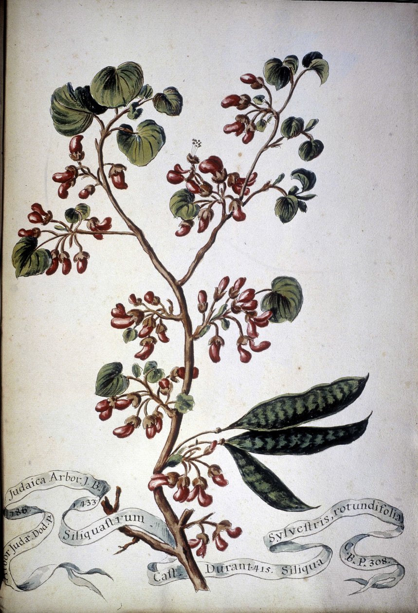 Sylvestris Rotundifolia. 19. yüzyıl herbaryumu. by Unknown artist