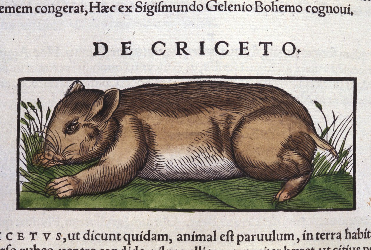 Hayvanların Tarihinde Hamster, Conrad Gesner (1516 - 1565), Tiguri by Unknown artist