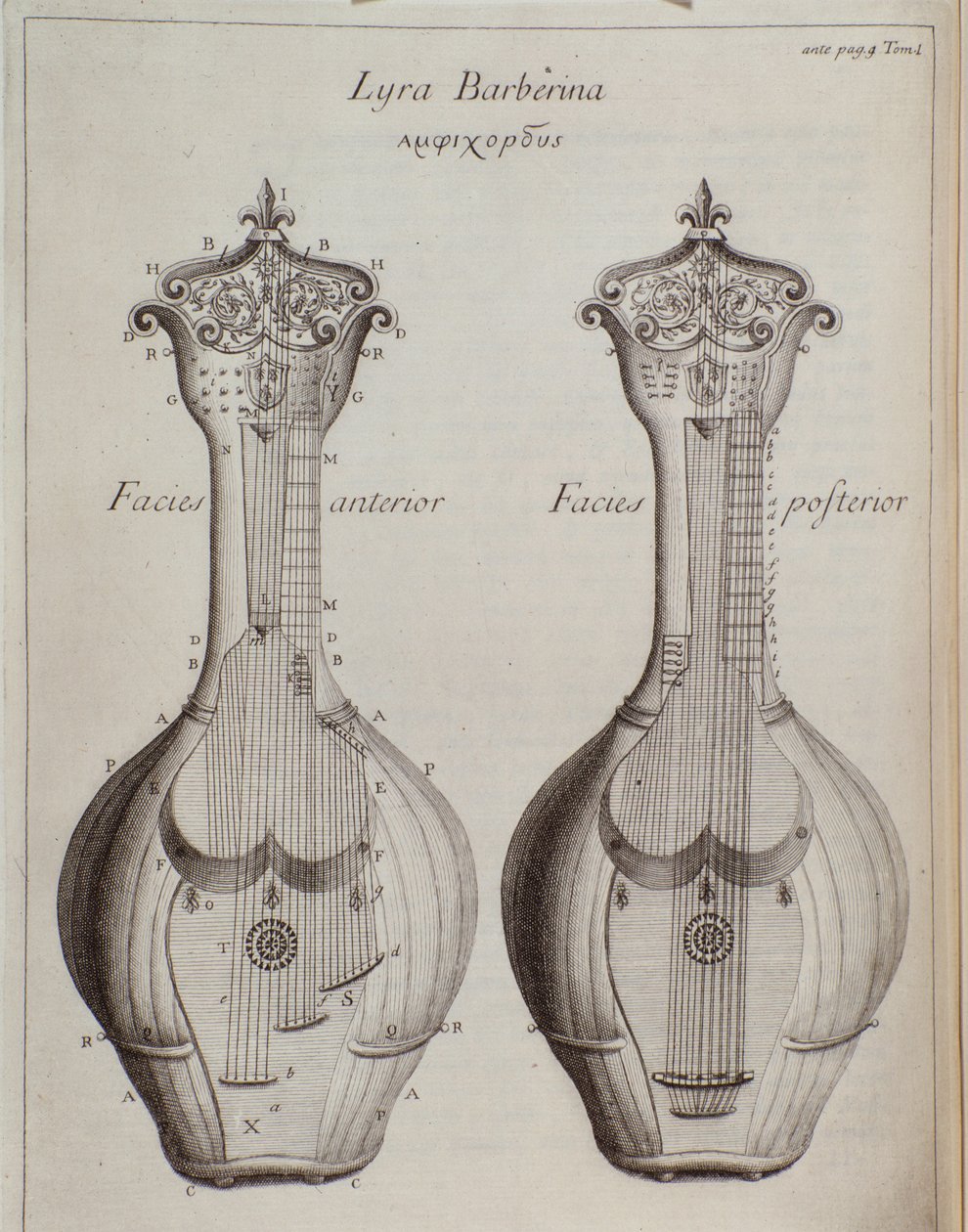Lyra Barberina (gravür by Unknown artist