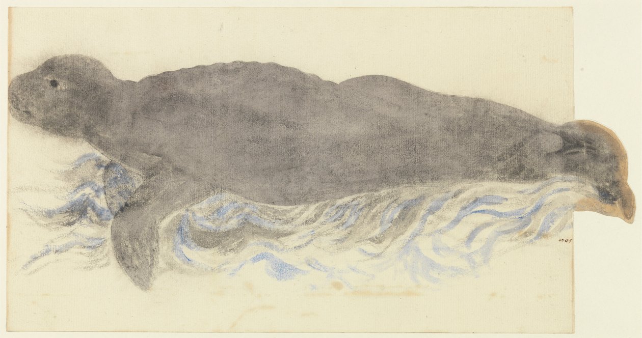 Akdeniz Foku-Monachus monachus by Unknown artist