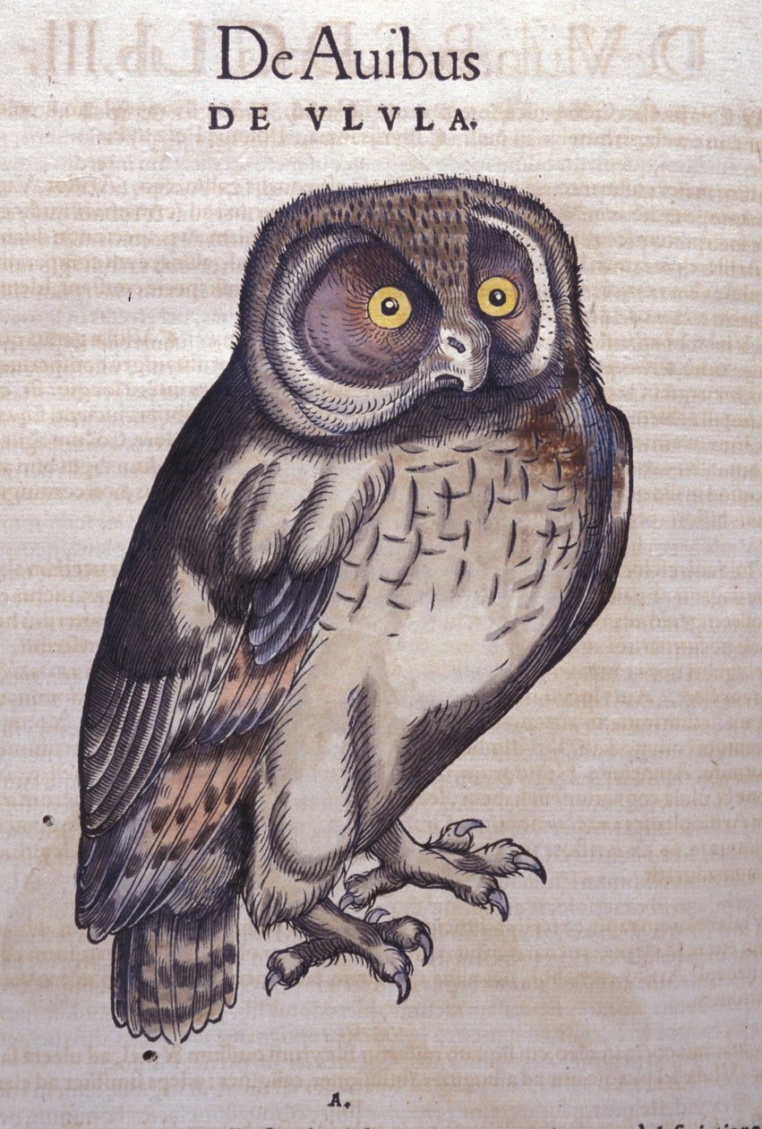 Hayvanlar Tarihinde Baykuş, Conrad Gesner (1516 - 1565), Tiguri by Unknown artist