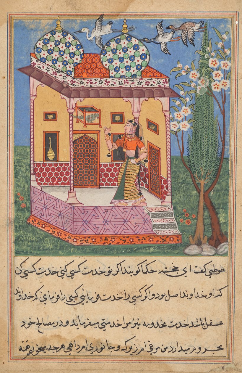 Papağan, Bir Tuti-nama