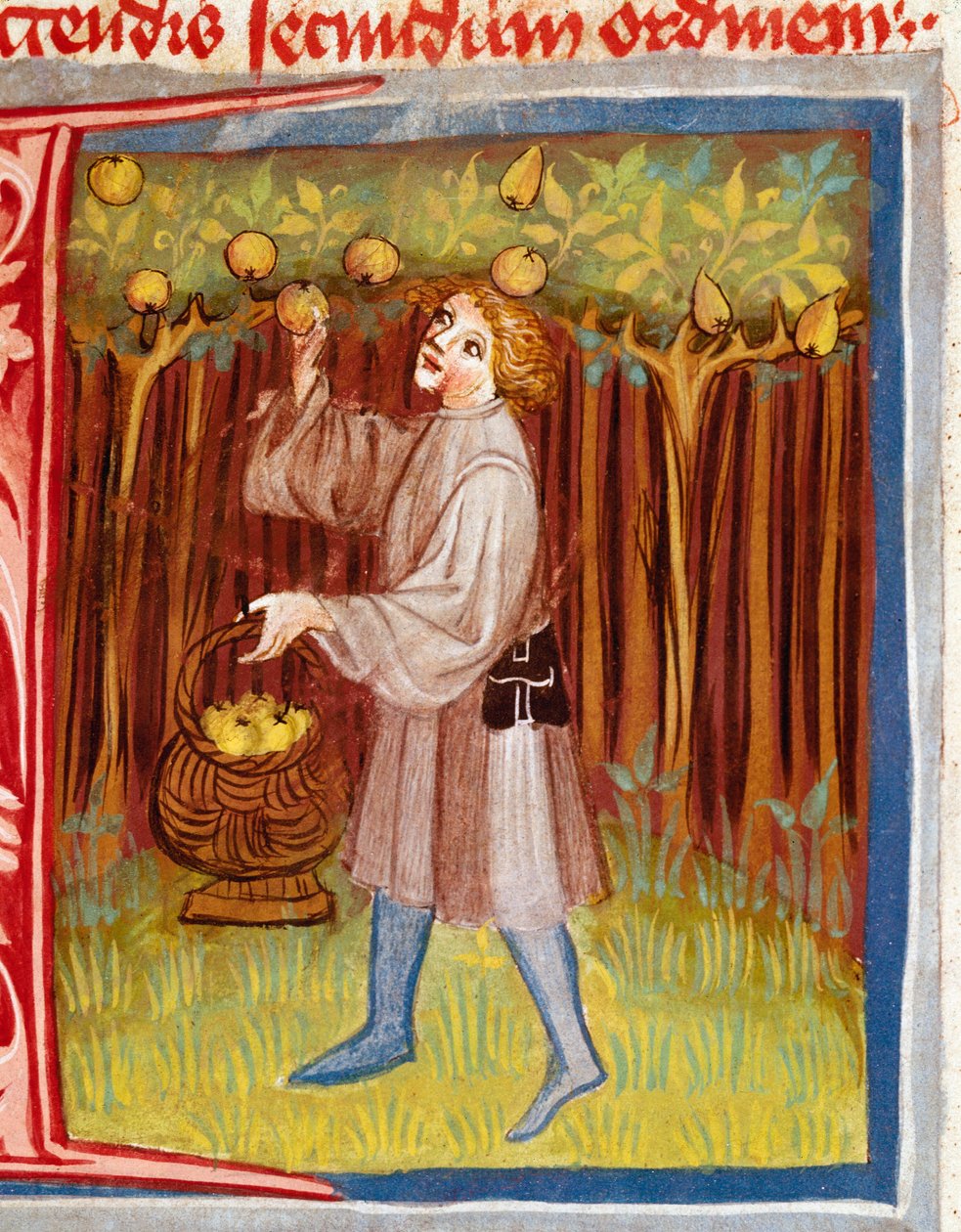 Pietro de Crescenzi (Crescent Stone veya Crescens Stone) (1233-1320) tarafından “The Rustican or Book of Country and Rural Profit”ten (Rerum Ruralium commodorum) Meyve Minyatürünün Toplanması 14. yüzyıl Prag, Biblioteca Nazionale by Unknown artist