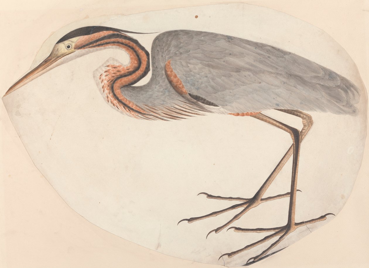 mor balıkçıl by Unknown artist