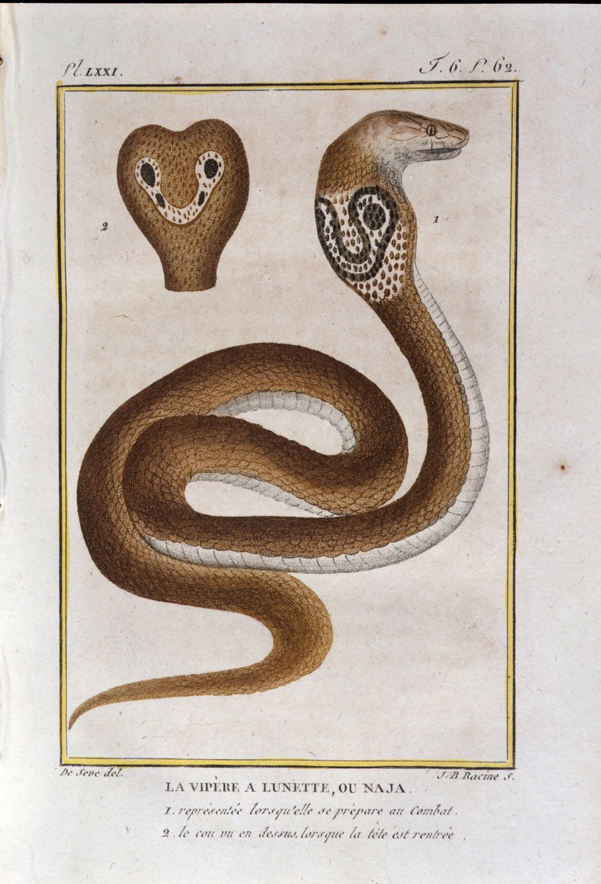 Çerçeve engerek veya Naja. Natüralist Georges Louis Leclerc, Count of Buffon (1707 - 1788) tarafından "" Works of Buffon"un Doğa Tarihinin bir ihanetinden alınan levha. 19. yüzyıl by Unknown artist