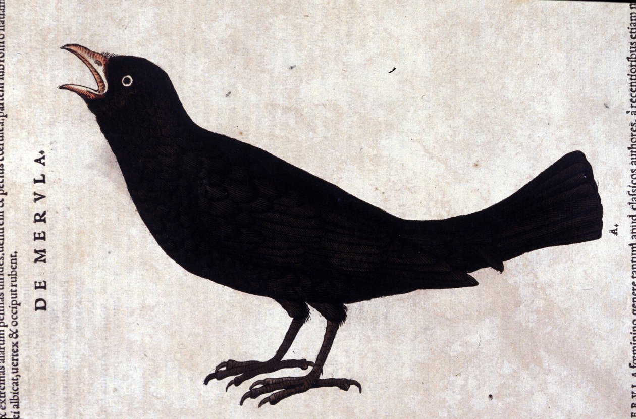 Hayvanların tarihinden sonra karatavuk, Konrad Gesner, Tiguri by Unknown artist