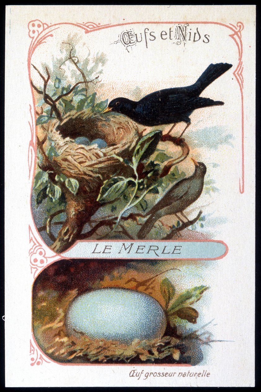 Karatavuk ve yuvası - chromo., 19. yüzyılın sonlarında by Unknown artist
