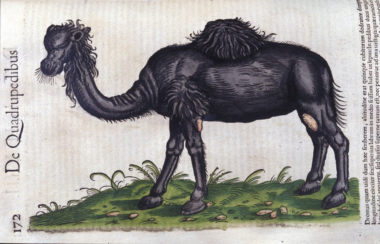 Hayvanların Tarihinden deve, Konrad Gesner, Tiguri by Unknown artist