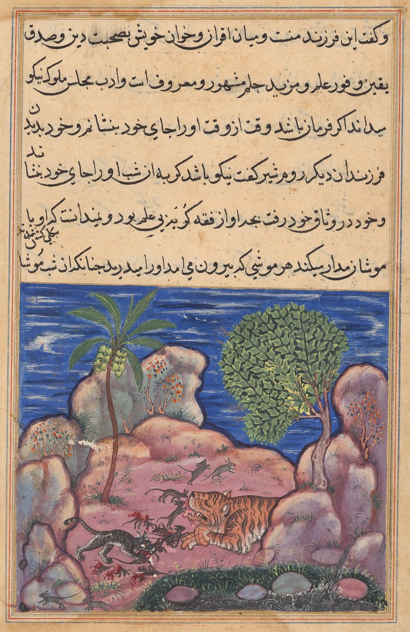 Kedi, bir Tuti-nama