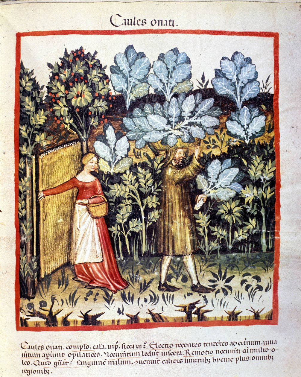 Bir sebze bahçesinde lahana çiçeği mahsulü. İlaç ve diyetetik sağımlarından aydınlatma “” Tacuinum sanitatis”” by Unknown artist
