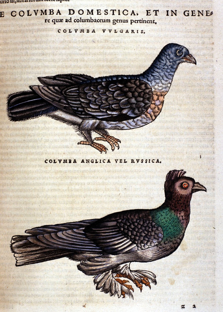 Conrad Gesner