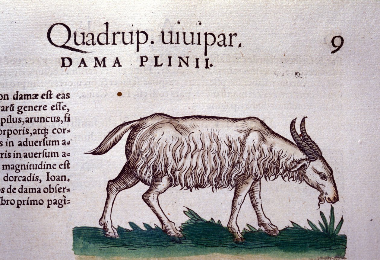Historia Animalium