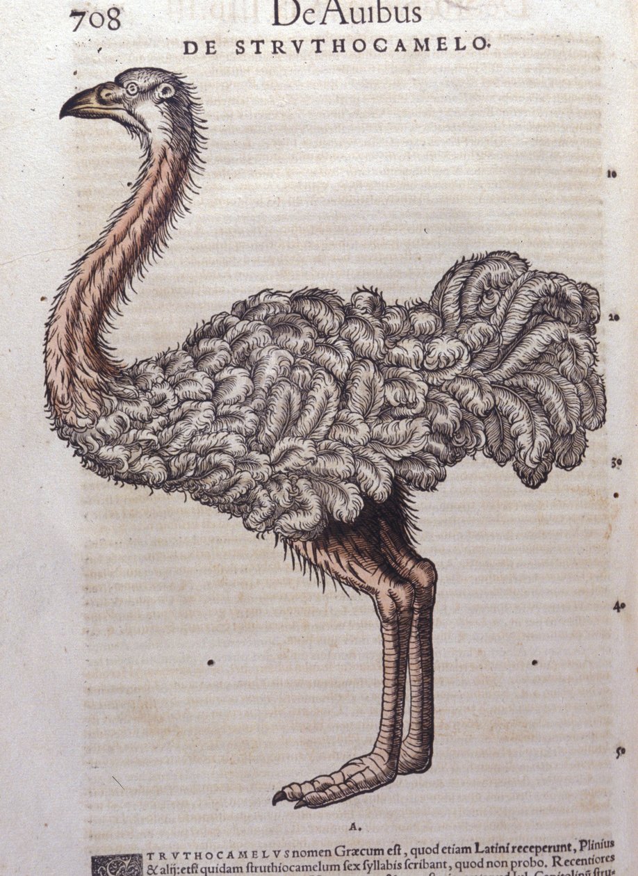Devekuşu - hayvanların tarihinden Konrad Gesner, Tiguri by Unknown artist