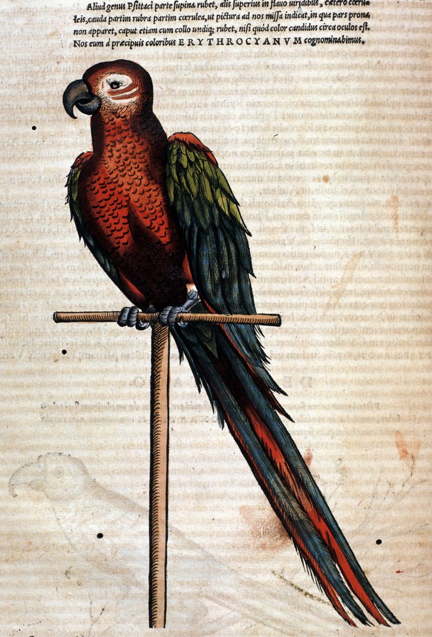 Conrad Gesner tarafından yazılan Historia Animalium