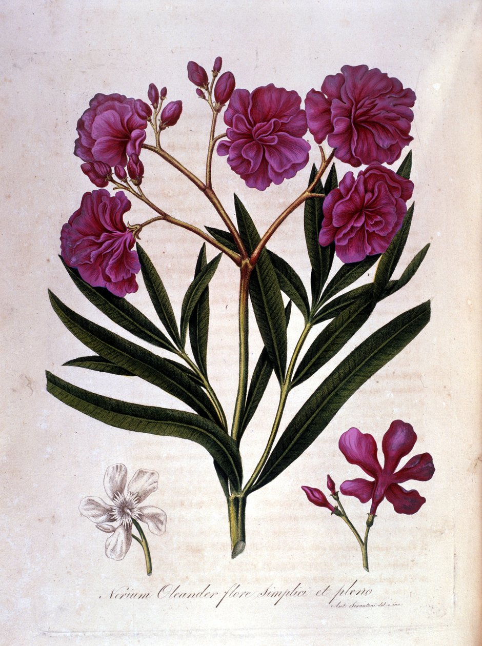 Pembe defne (zakkum) - 18. yüzyılın herbaryumu. by Unknown artist