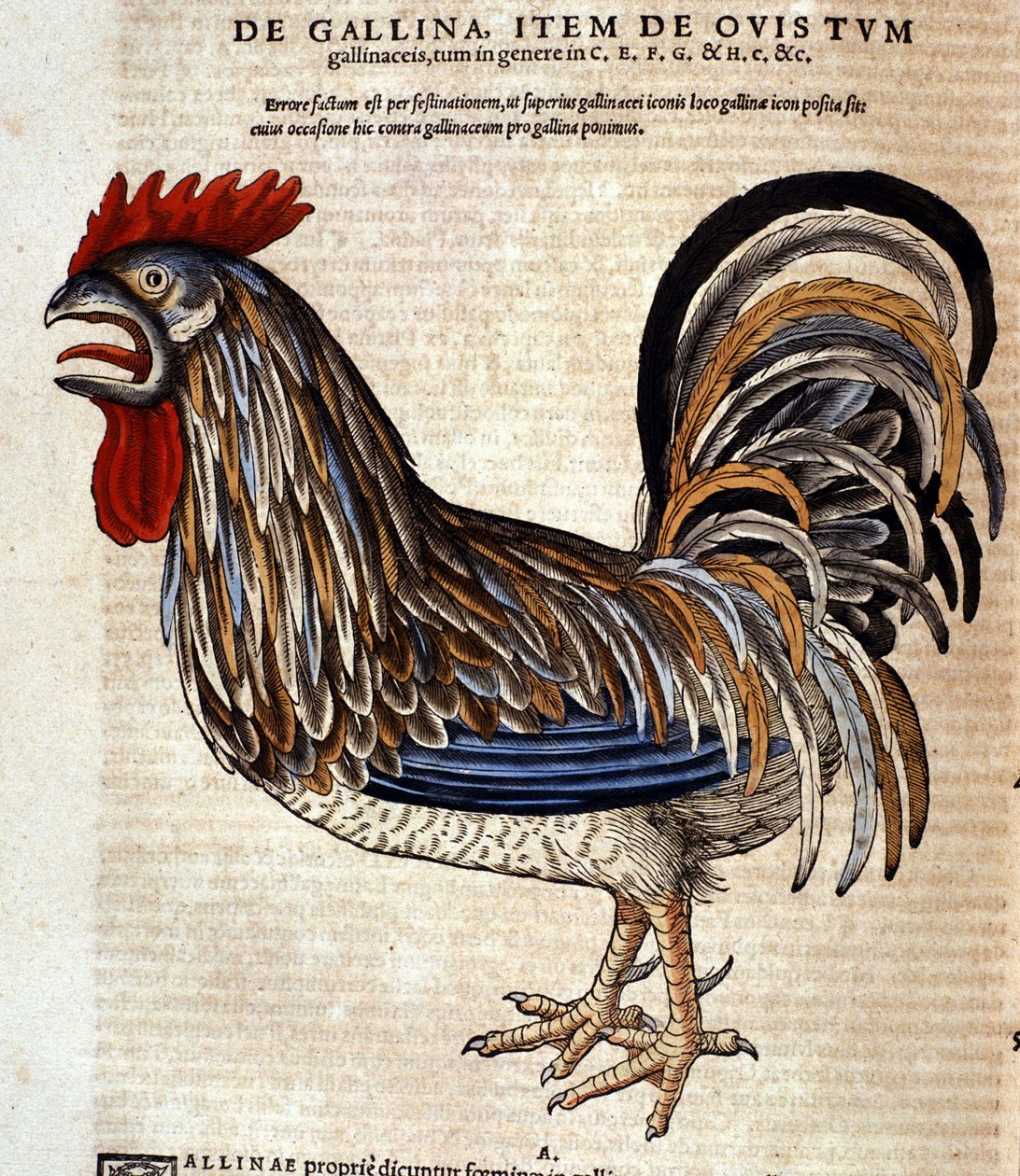 Conrad Gesner tarafından yazılan Historia Animalium