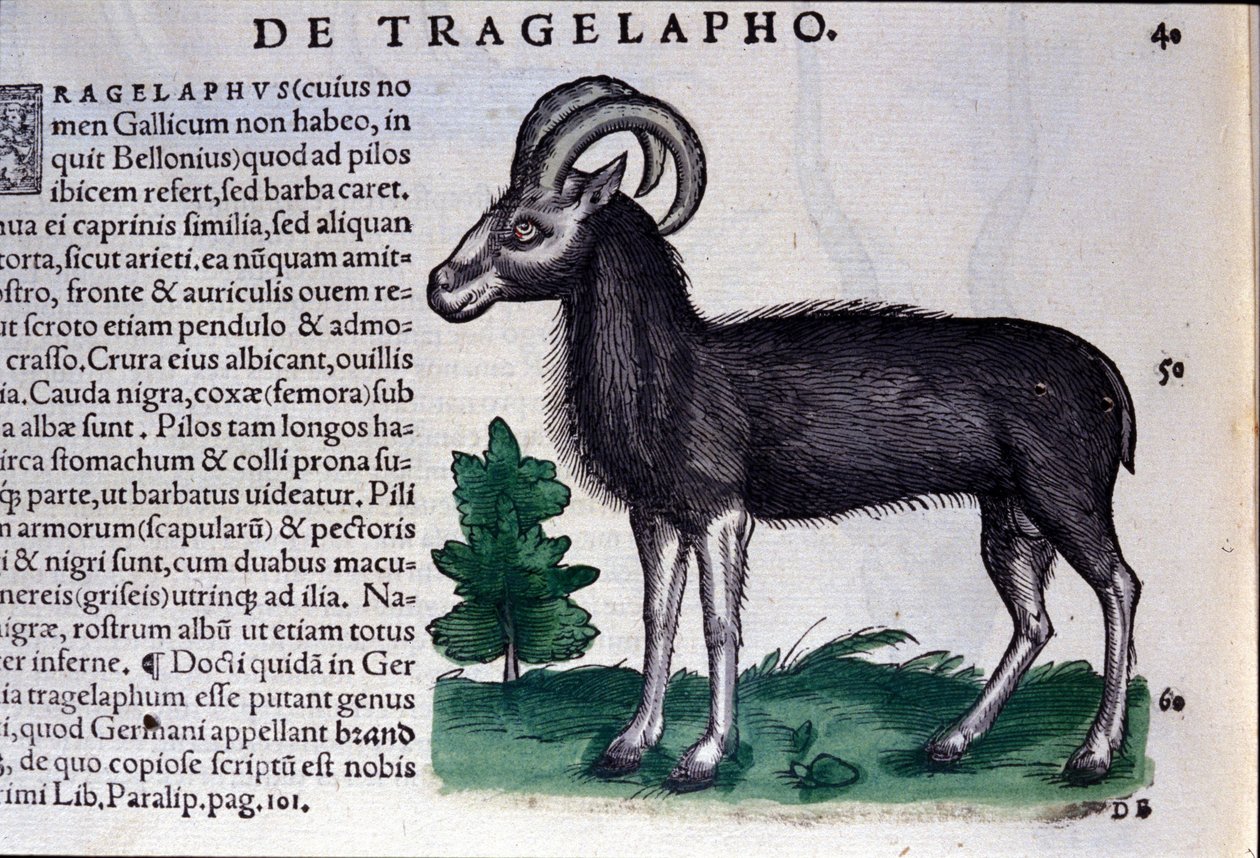 Historia Animalium
