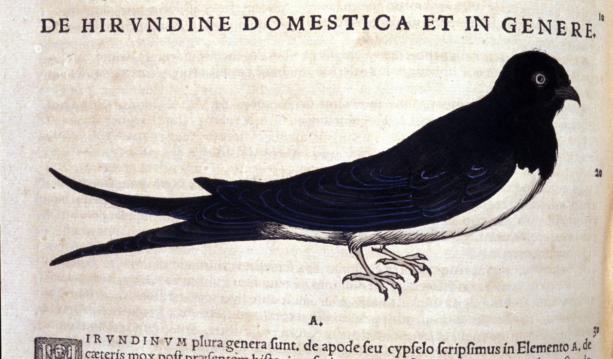 Historia Animalium