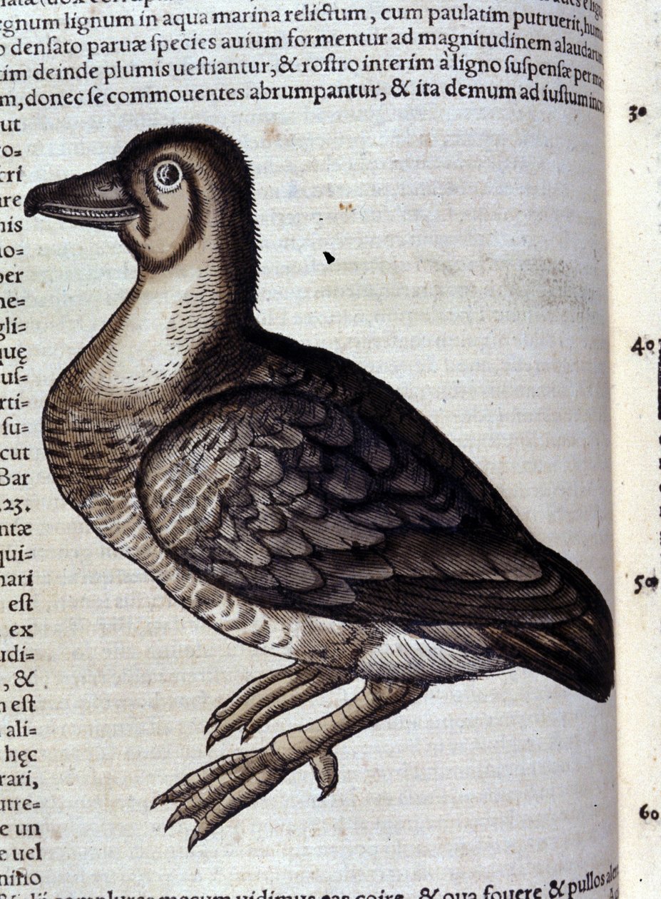 Konrad Gesner, Tiguri tarafından Historia animalium