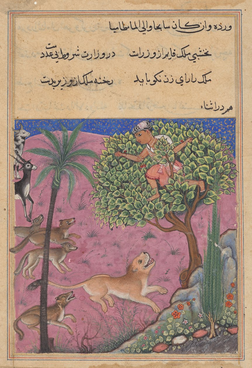 Kurt ve çakal, vezir olarak hizmet eder, Brahman