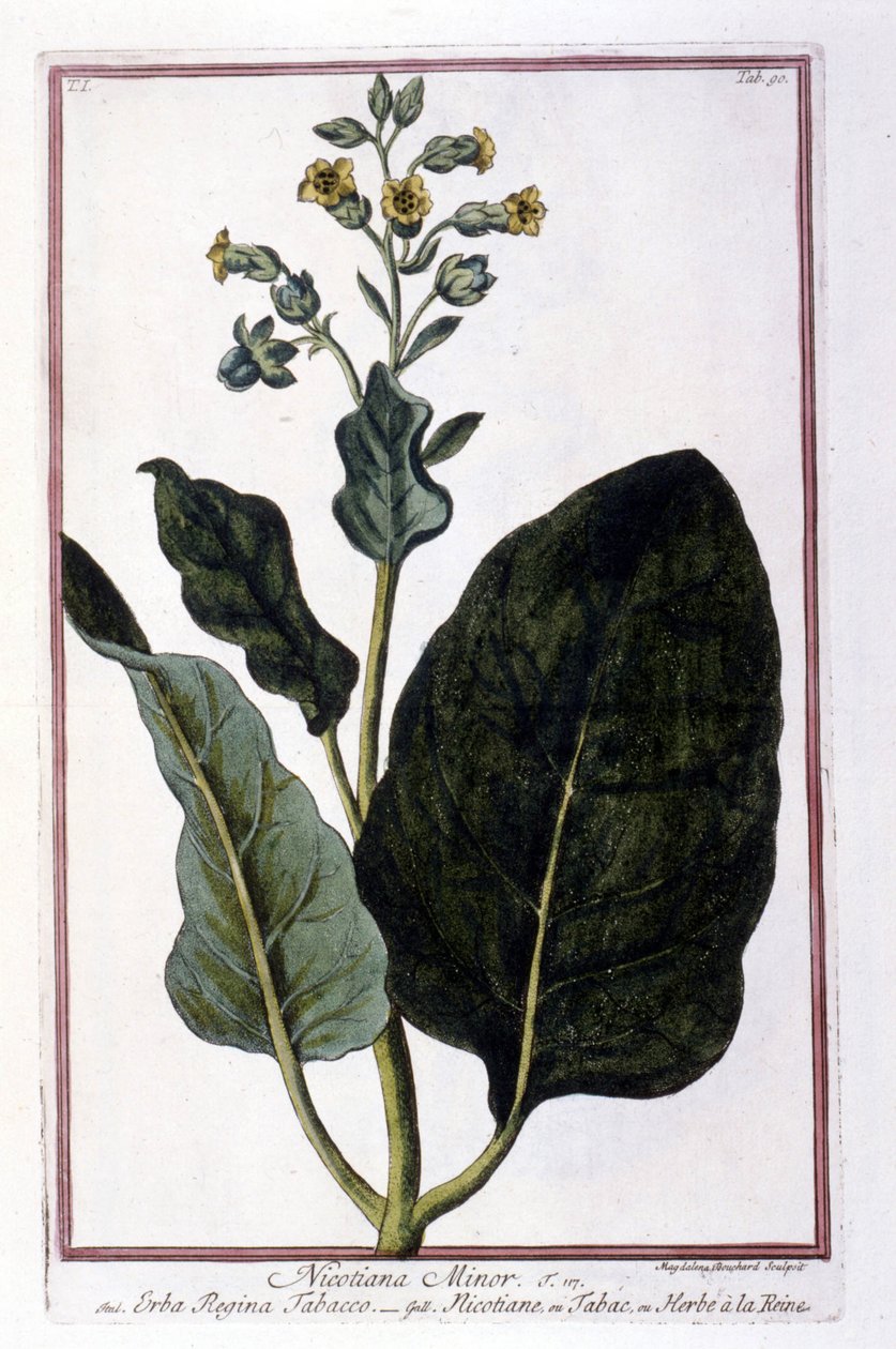 Tütün bitkisi (Nicotiana Minör). 18. yüzyıldan kalma bir herbaryumdan botanik tahta. by Unknown artist