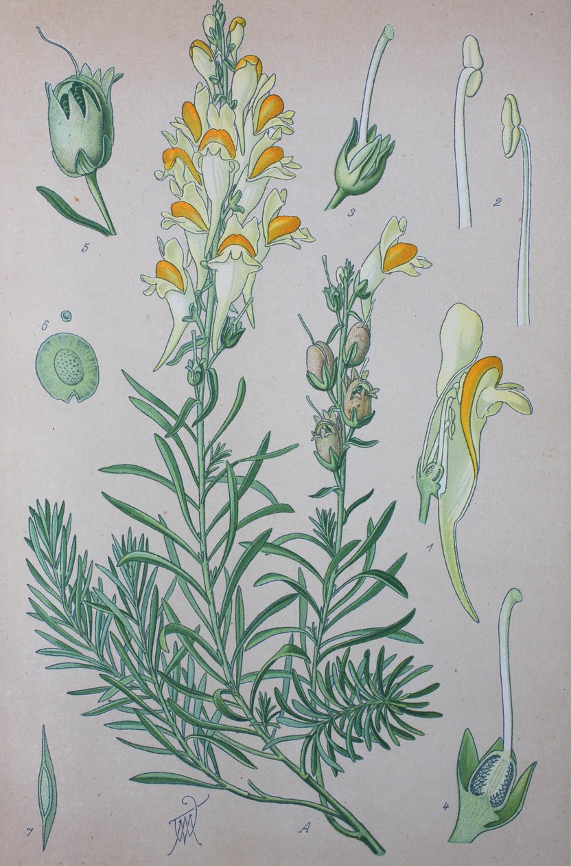 Gerçek toadflax (Linaria), cinsin bitki türleri, Adi toadflax, Adi toadflax by Unknown artist